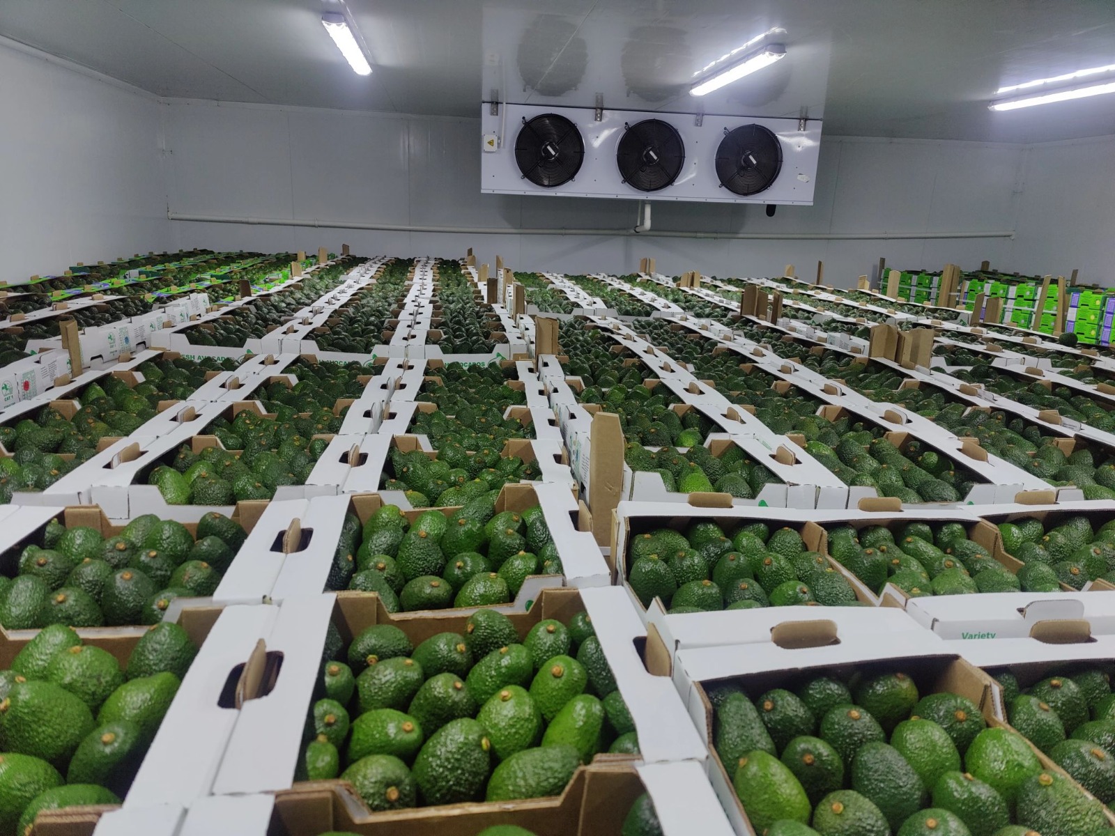 Aguacate Hass - Mullberry Growers